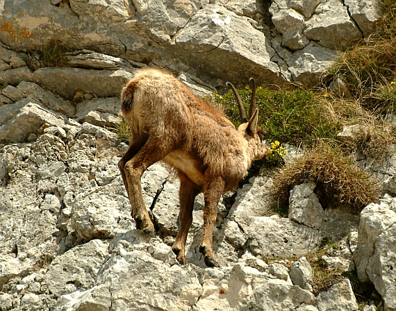 Camoscio d''Abruzzo Rupicapra pyrenaica ornata